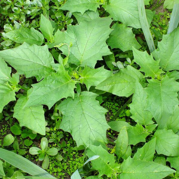 Datura stramonium ᱛᱟᱦᱮᱸ