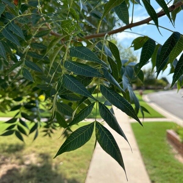 Pistacia chinensis Лист