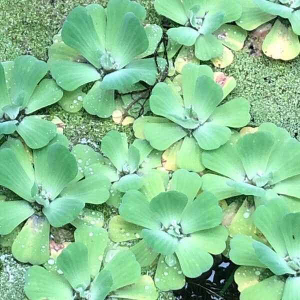 Pistia stratiotes Leaf