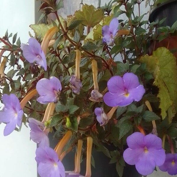 Achimenes grandiflora Blomst