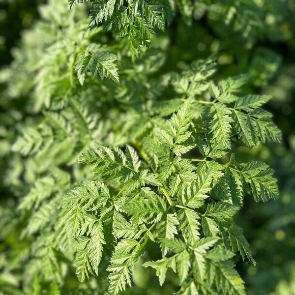 Conium maculatum Leaf