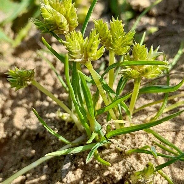 Cyperus squarrosus Altres