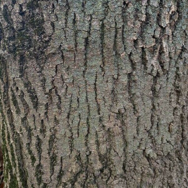 Fraxinus excelsior Bark