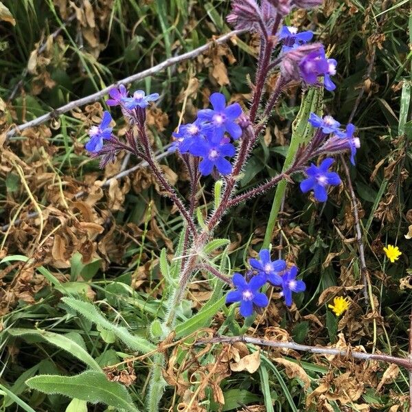 Anchusa azurea Цвят