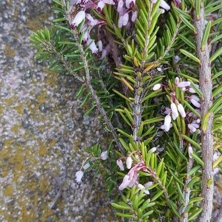 Erica vagans Lehti