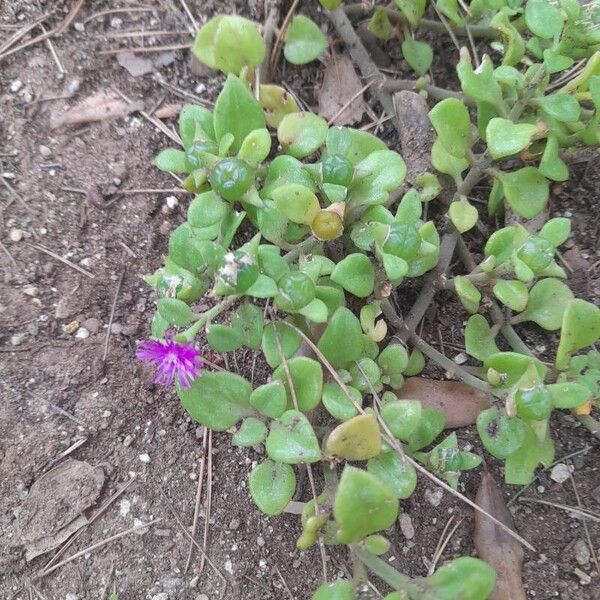 Mesembryanthemum cordifolium 花