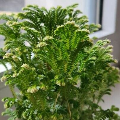 Selaginella kraussiana Leaf