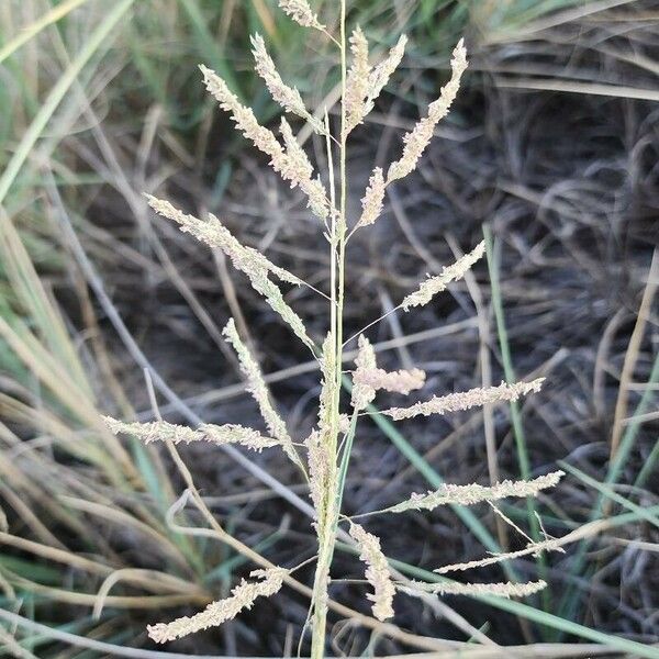 Calamagrostis pseudophragmites Flower