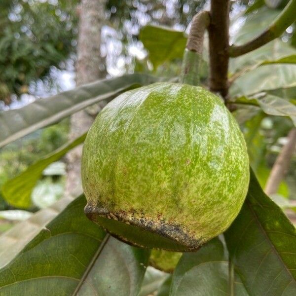 Gustavia augusta Fruit