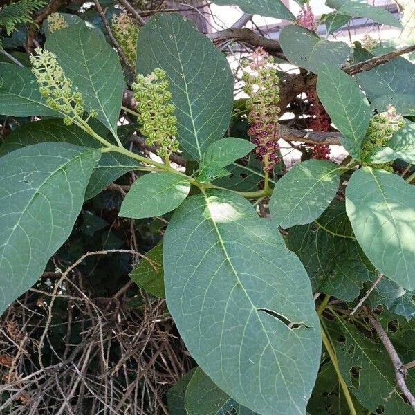 Phytolacca acinosa Blad