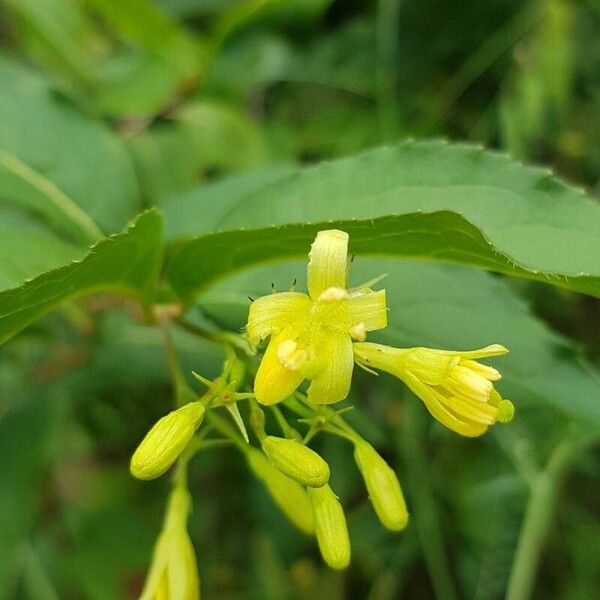 Diervilla lonicera Kwiat