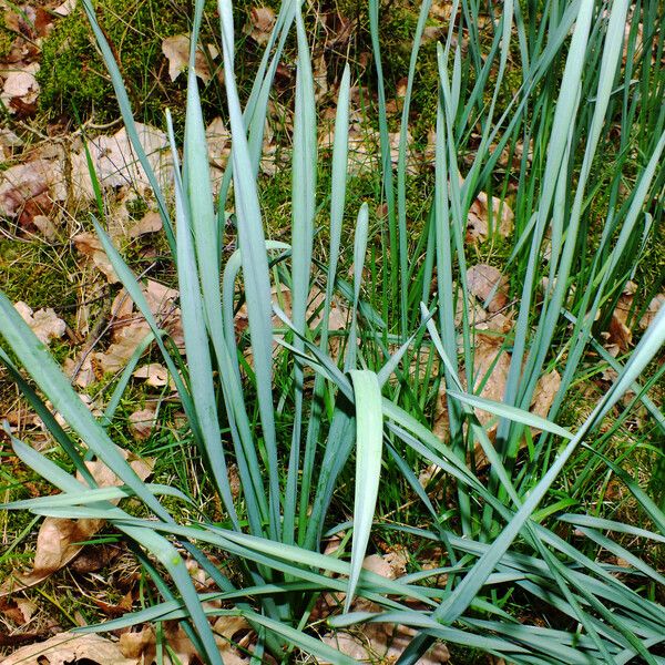 Narcissus poeticus Blatt