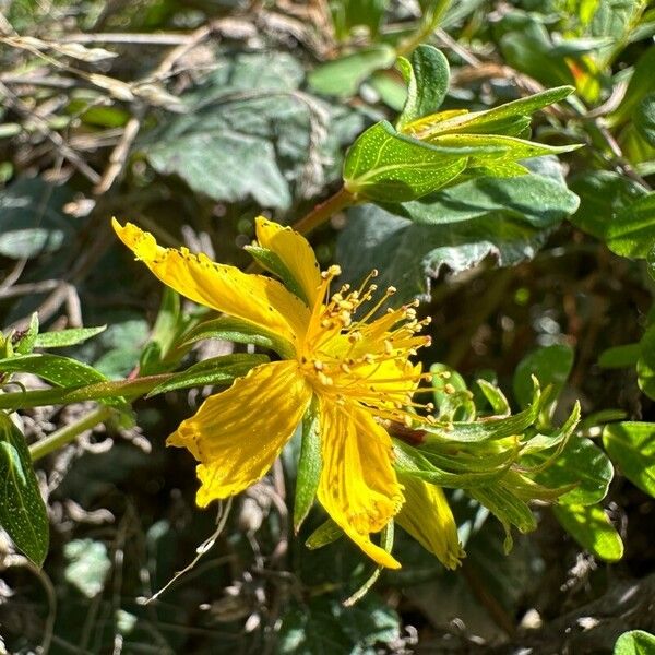 Hypericum annulatum 花