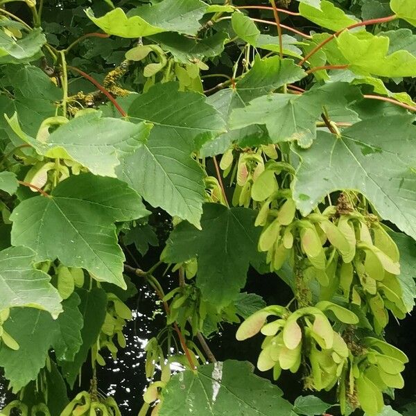 Acer pseudoplatanus Fuelha