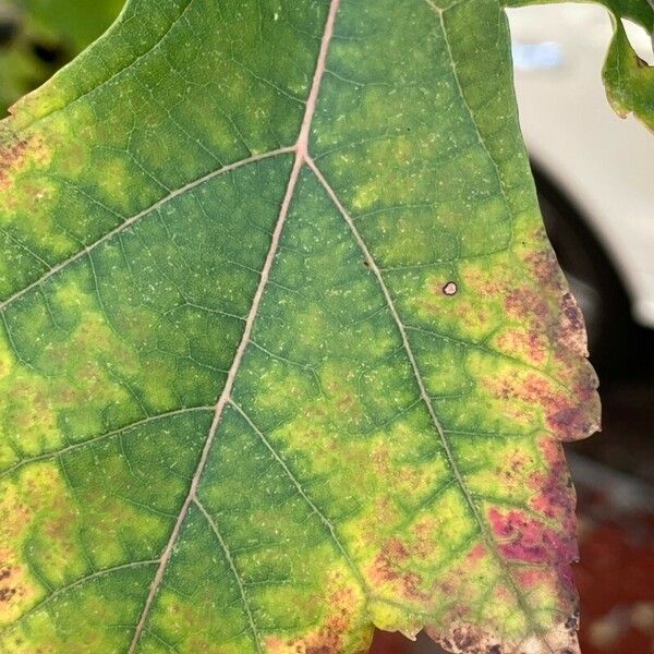 Populus heterophylla List