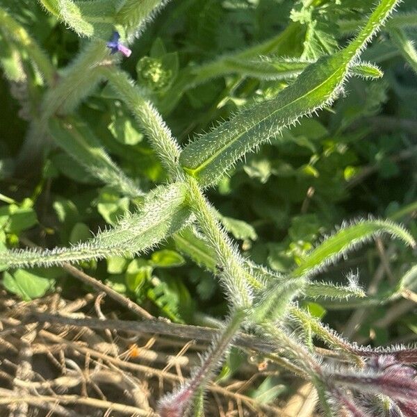 Anchusa italica 葉