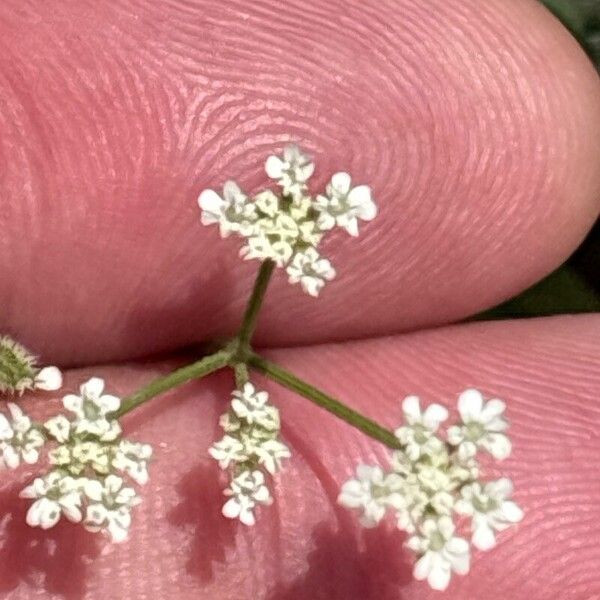 Torilis arvensis Flor