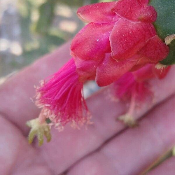 Opuntia cochenillifera Virág