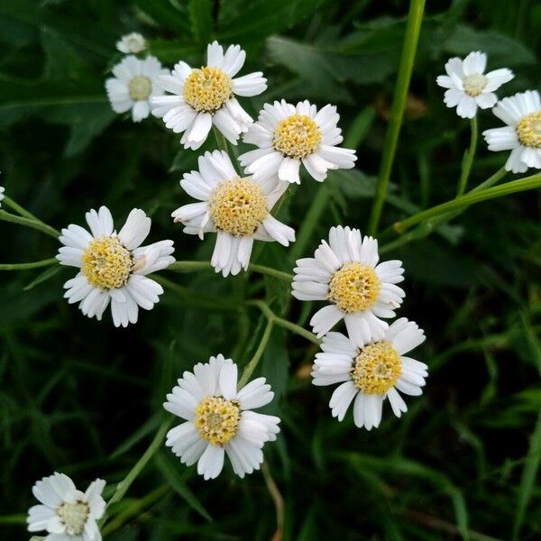 Achillea ptarmica Fleur