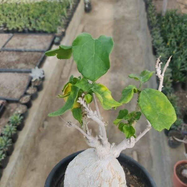 Pyrenacantha malvifolia Annet