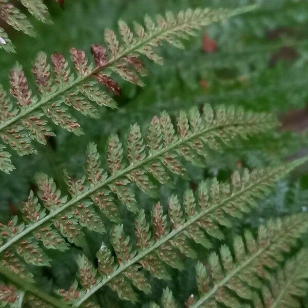 Athyrium filix-femina Leaf