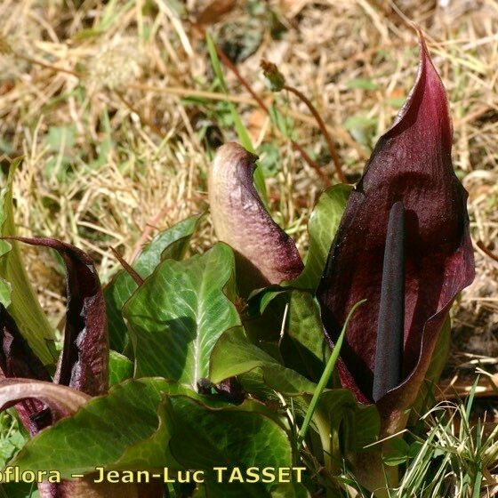 Arum pictum Habit