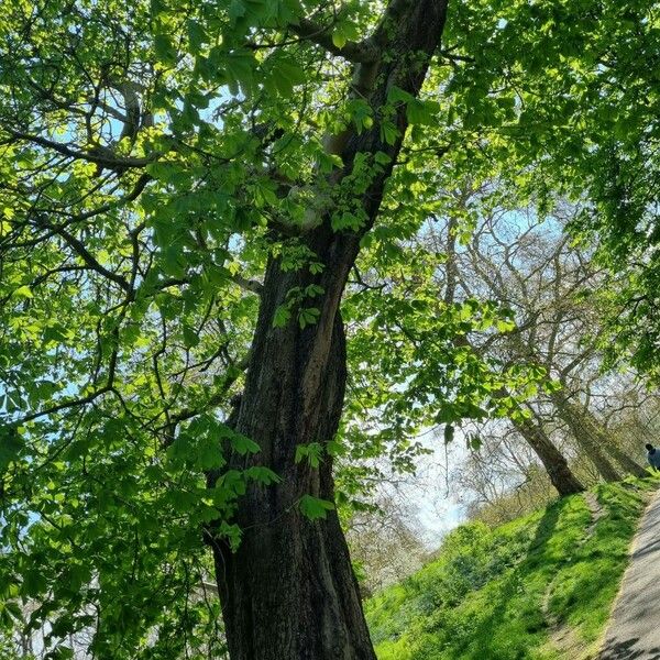 Aesculus turbinata Hàbitat