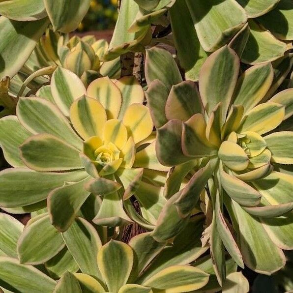 Aeonium decorum Flower