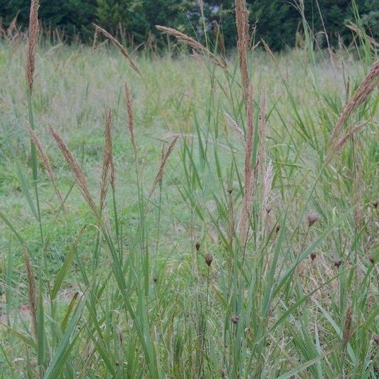 Arundo plinii Natur