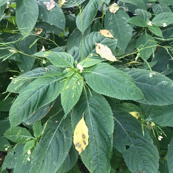 Impatiens parviflora Flower