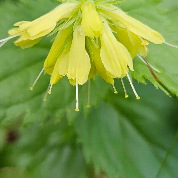 Paederota lutea Blüte