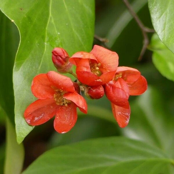 Chaenomeles speciosa Floare