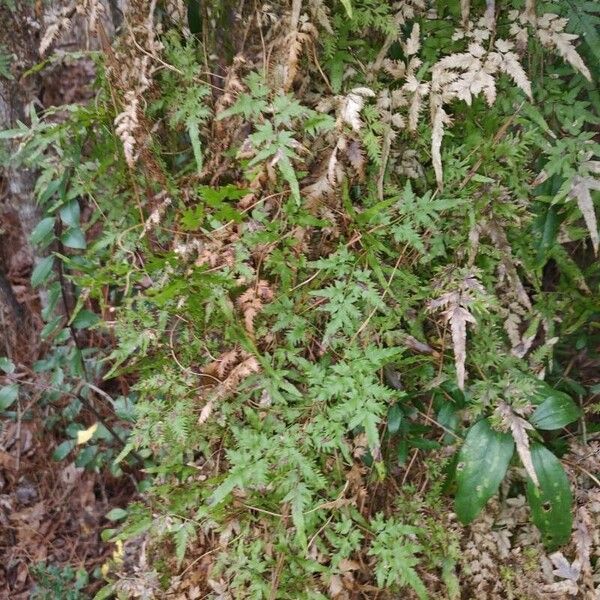 Lygodium japonicum Feuille
