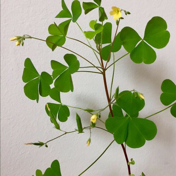 Oxalis fontana Natur