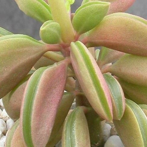 Peperomia asperula Blad