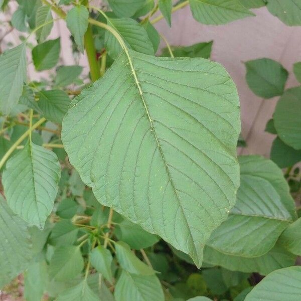 Amaranthus spinosus Листок