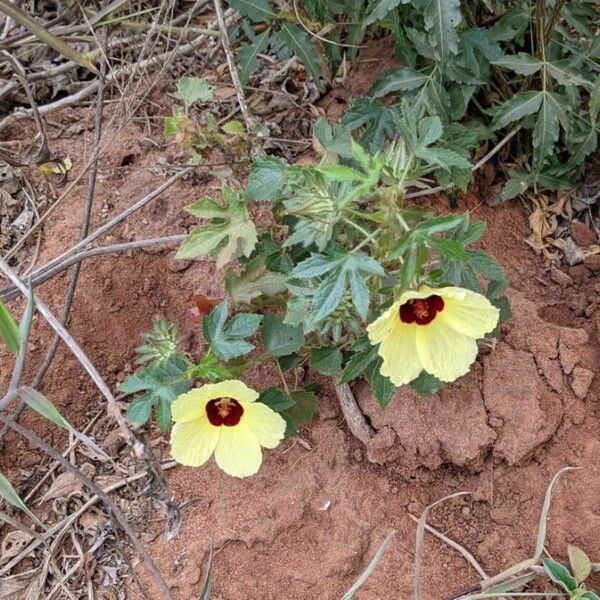 Hibiscus surattensis Flower