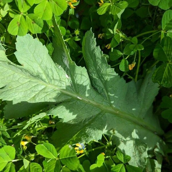 Papaver somniferum Lapas