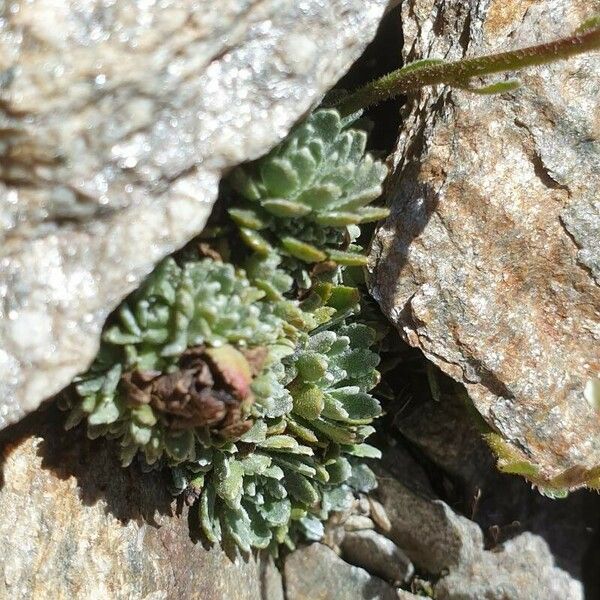 Saxifraga paniculata पत्ता