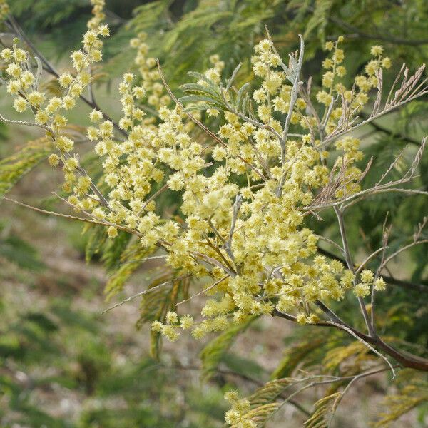 Acacia mearnsii 花