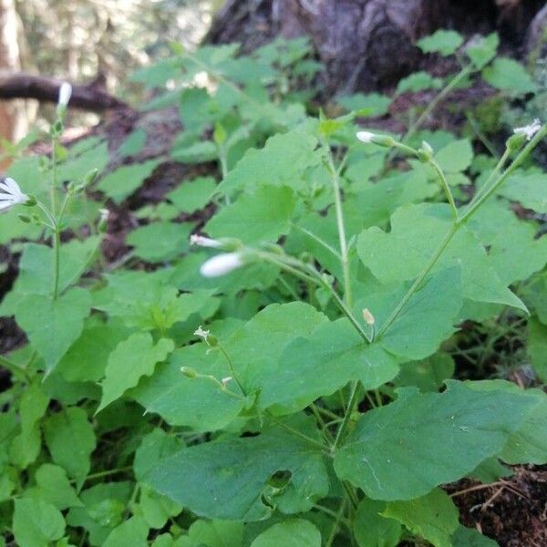 Stellaria nemorum Цветок