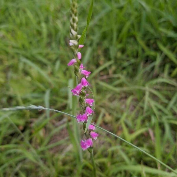 Spiranthes sinensis फूल