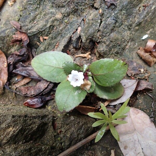 Strobilanthes reptans फूल