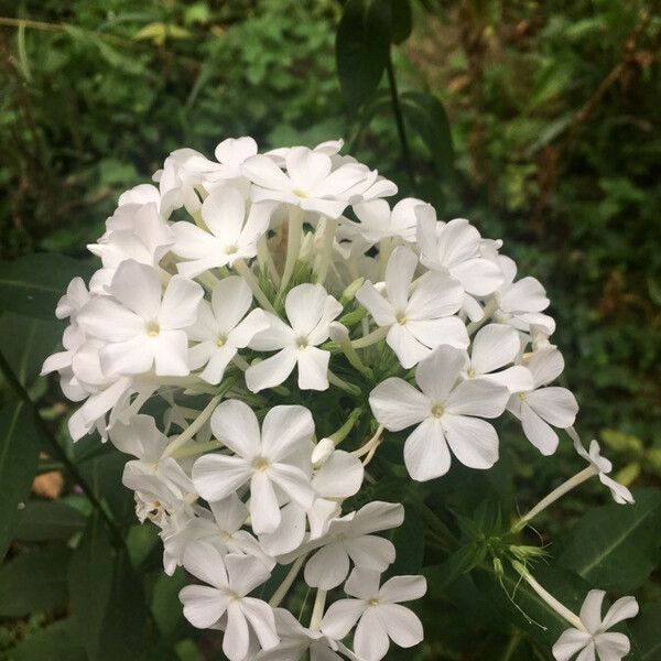 Phlox paniculata Kvet