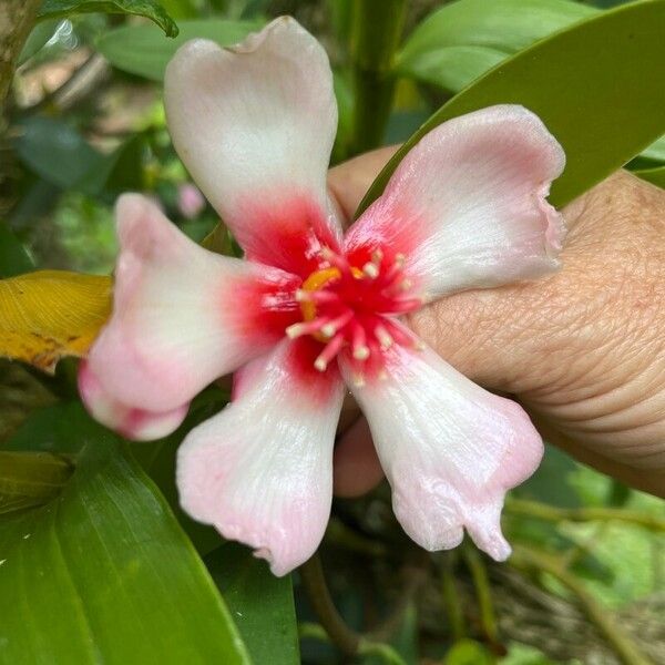 Clusia orthoneura Flower