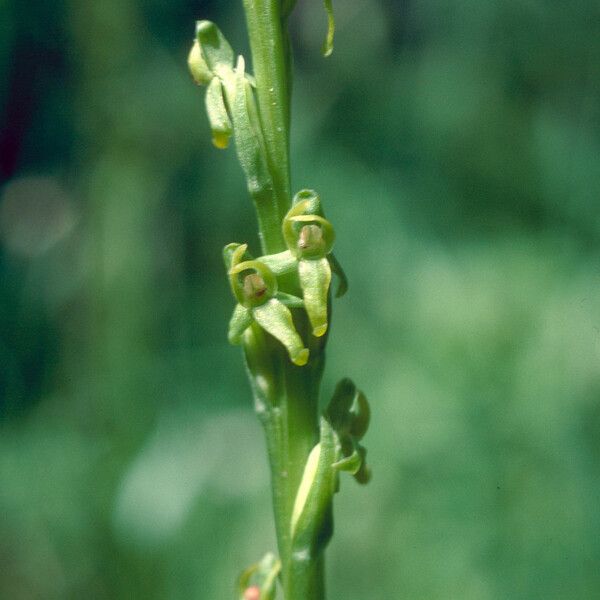 Platanthera aquilonis 花