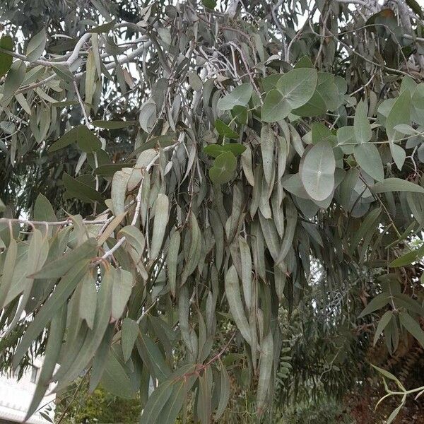 Eucalyptus globulus Leaf