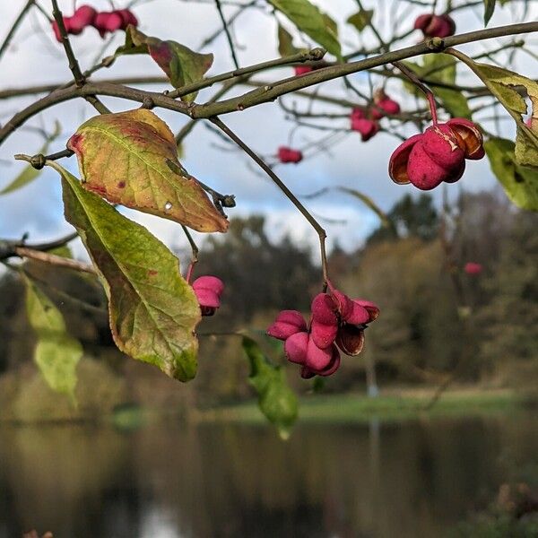 Euonymus europaeus Folha