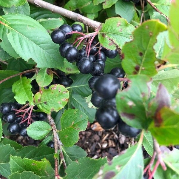 Aronia melanocarpa ഫലം