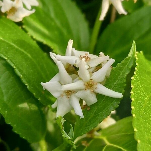 Deutzia gracilis Blomma